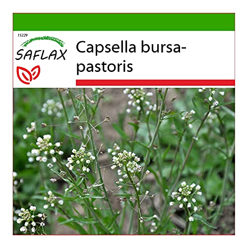 SAFLAX - Heilpflanzen - Hirtentäschel - 1000 Samen - Mit keimfreiem Anzuchtsubstrat - Capsella bursa-pastoris